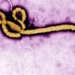 Ebola Death Toll Surpasses 2,000 in DR Congo as Outbreak Spreads Rapidly