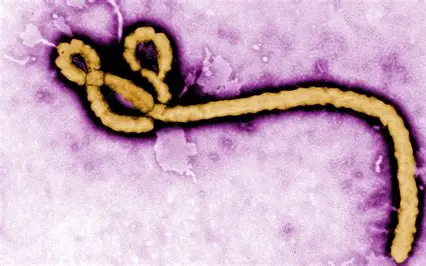 Ebola Death Toll Surpasses 2,000 in DR Congo as Outbreak Spreads Rapidly